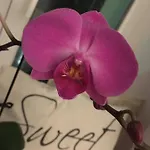 Zuzia Appartement *